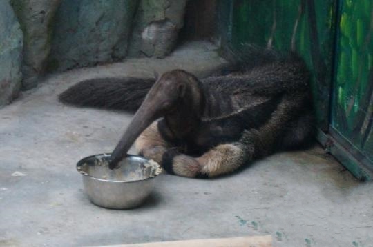 原來恒溫恒濕空調不光為人類服務，還可以服務動物